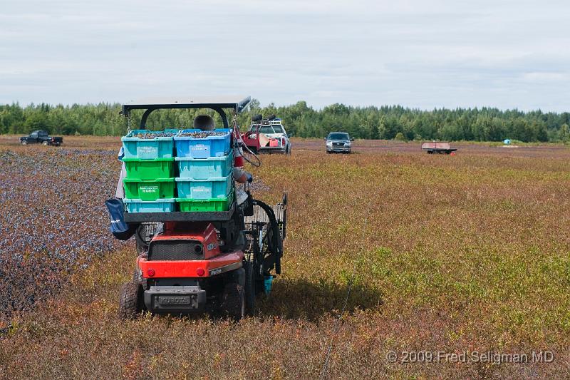 20090829_132750 D3 (1).jpg - Blueberries, Lake St Jean Region